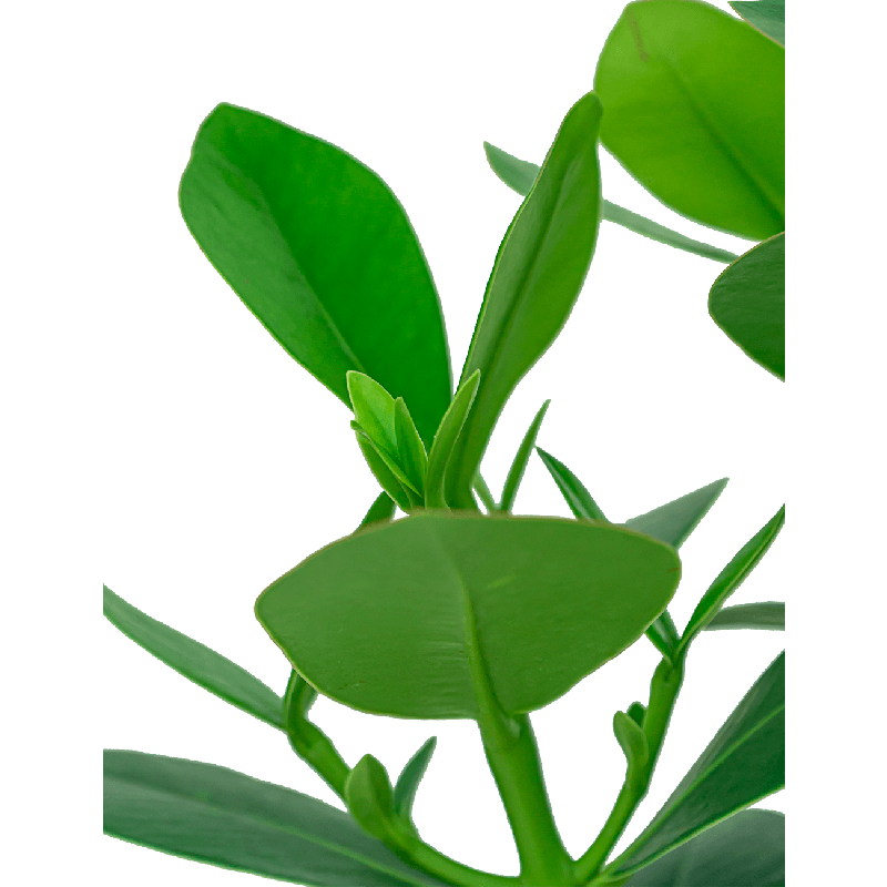 Clusia rosea 