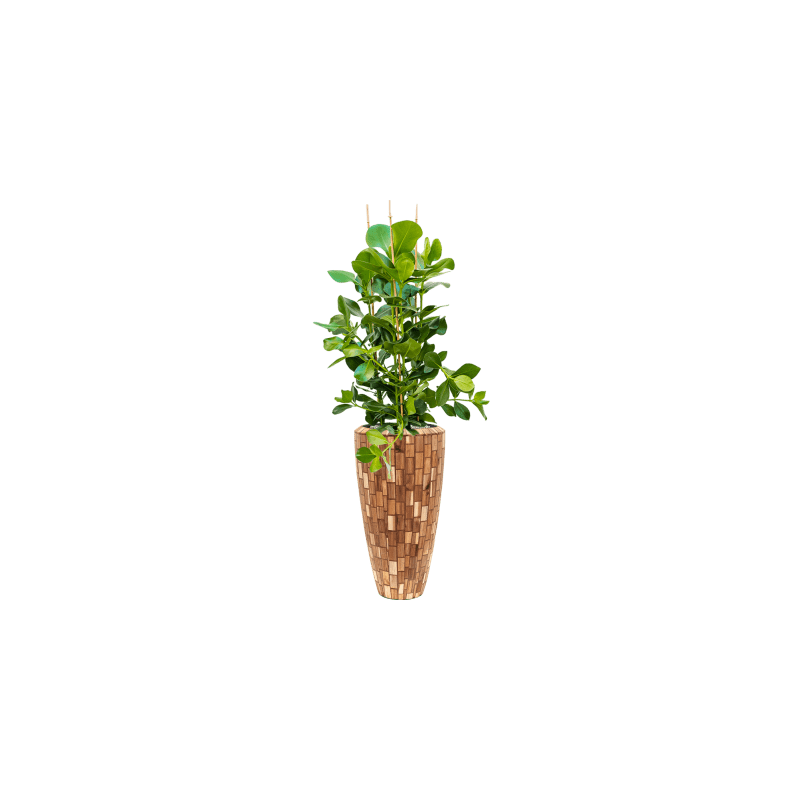 Clusia rosea 
