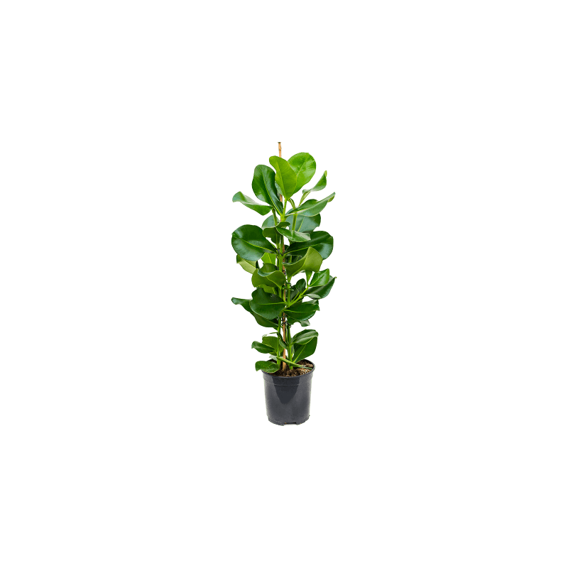 Clusia rosea 