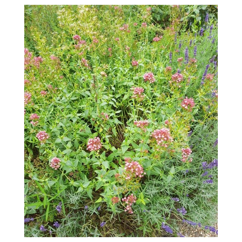 Centranthus Coccineus 