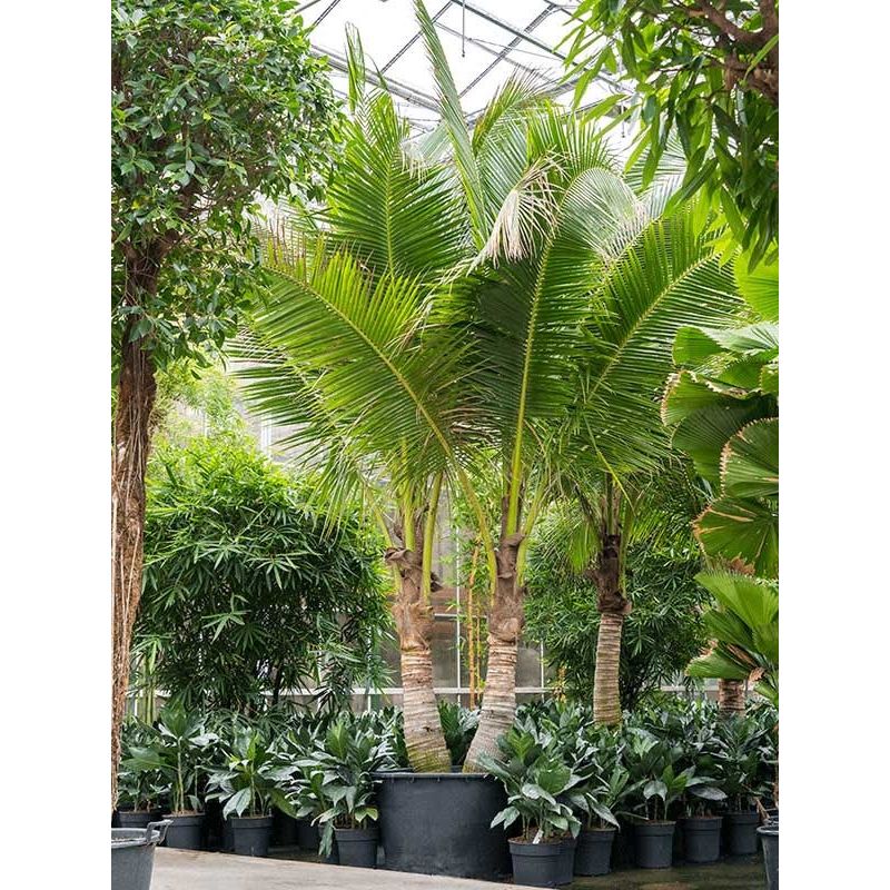 Cocos nucifera 2-stam