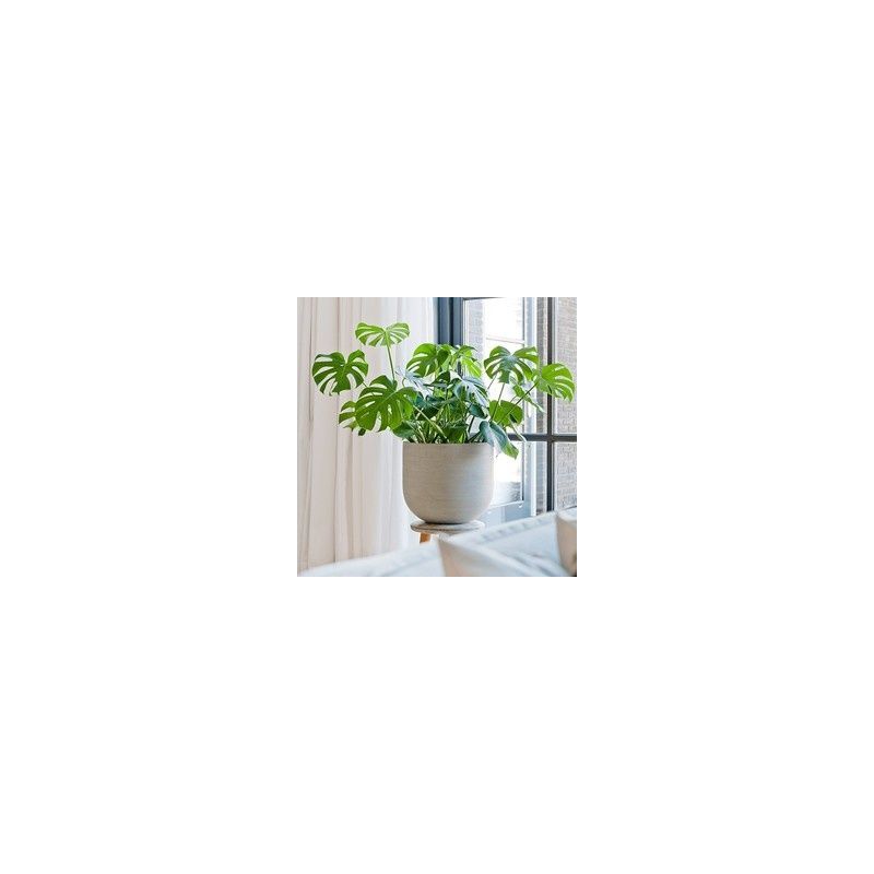 Monstera Deliciosa in Ribbed Cody cement