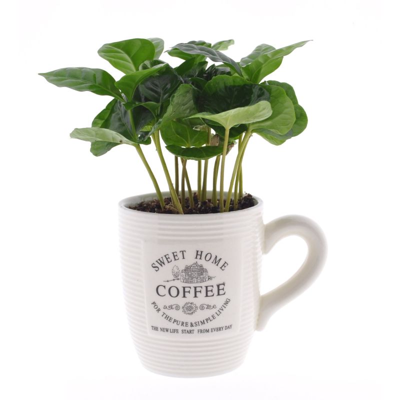 Coffea Arabica in koffiemok - 4 stuks
