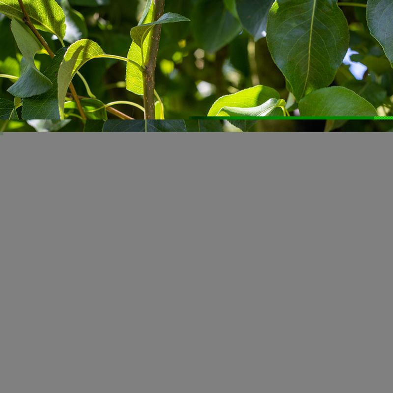 Pyrus Doyenne du Comice - leiboom