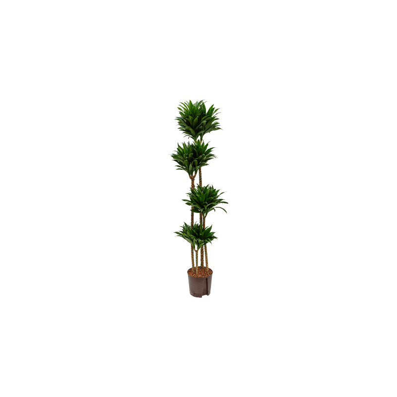 Dracaena Compacta 4-stam