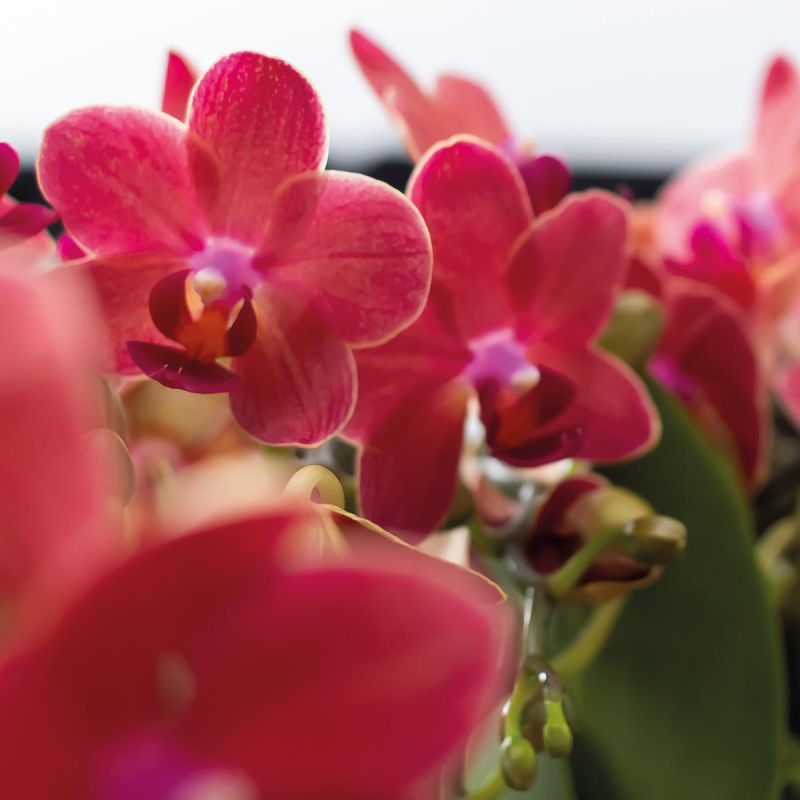 Orchidee Congo in Coupe wit
