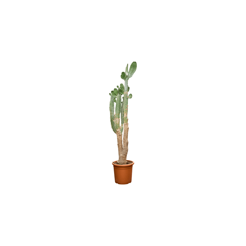 Opuntia consolea - vertakt