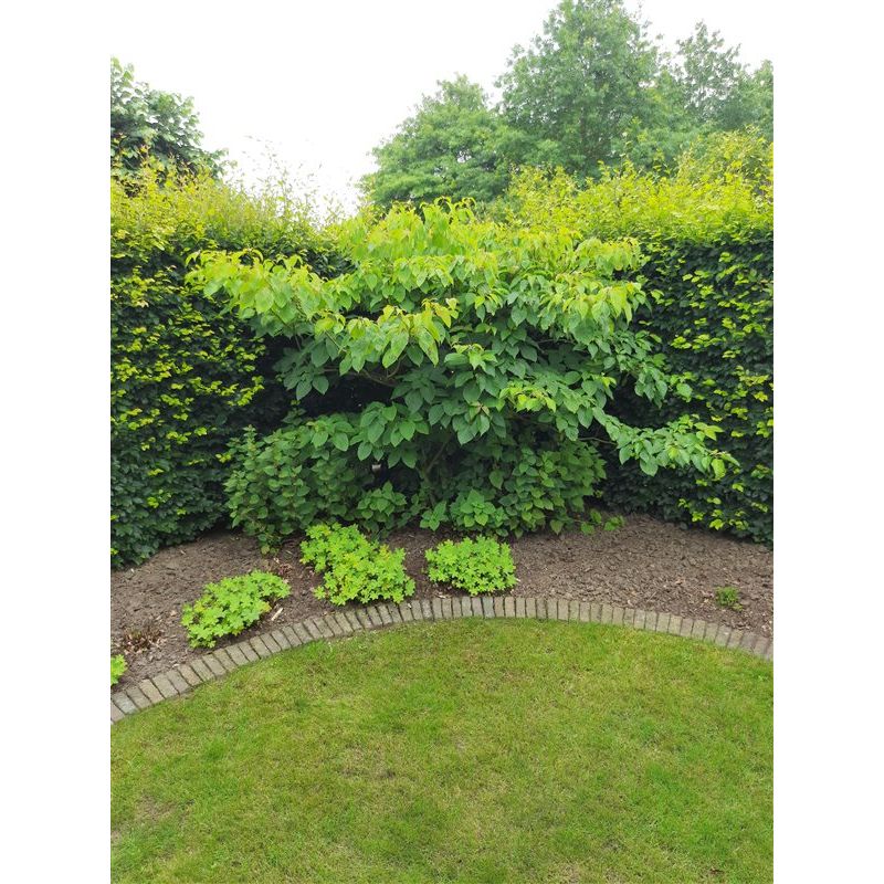 Cornus controversa
