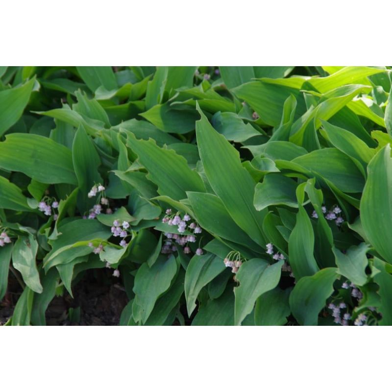 Convallaria Rosea