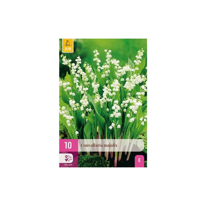 Convallaria majalis - 10 stuks