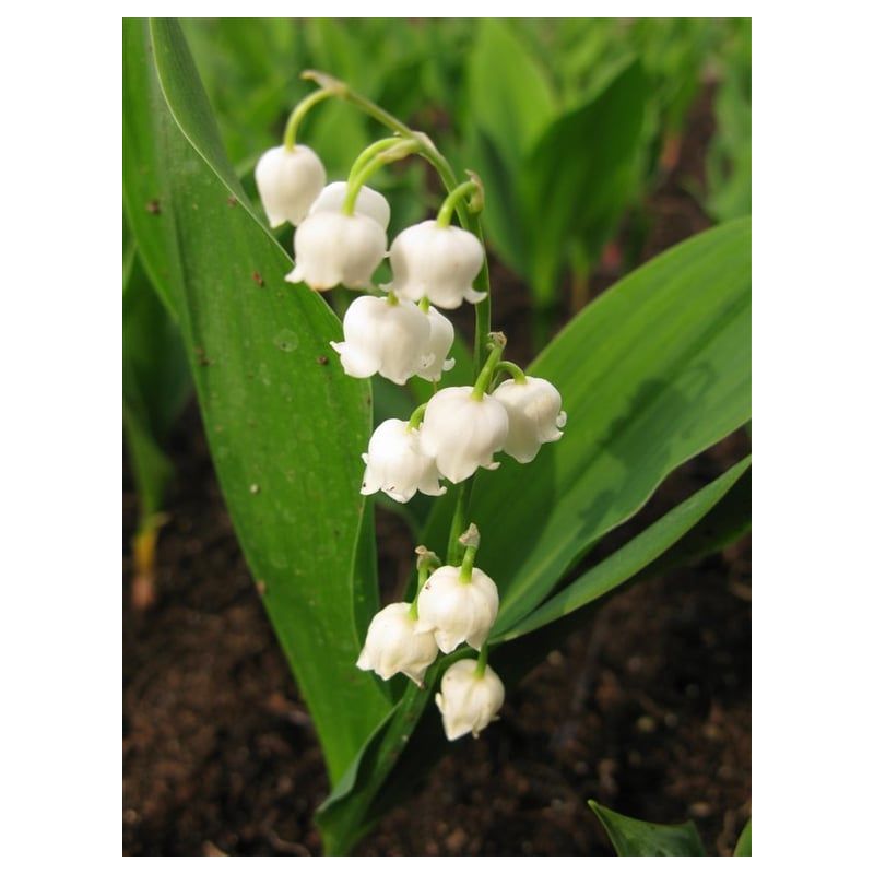 Convallaria majalis 