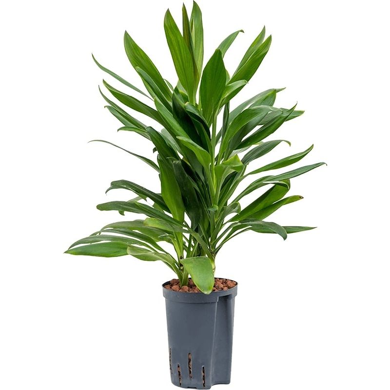 Cordyline Glauca
