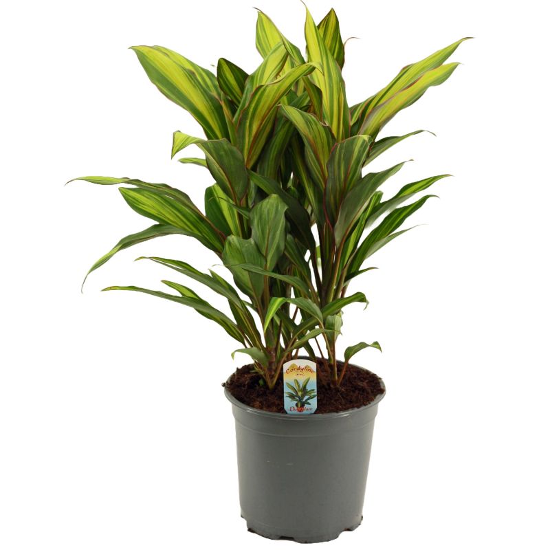 Cordyline Kiwi
