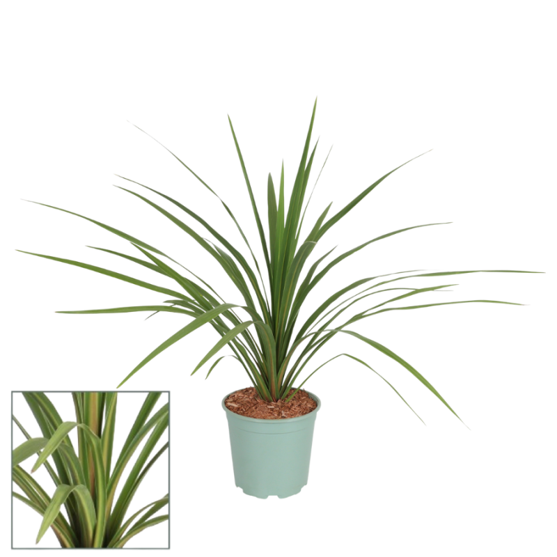 Cordyline Peko