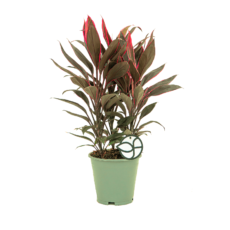 Cordyline Tango
