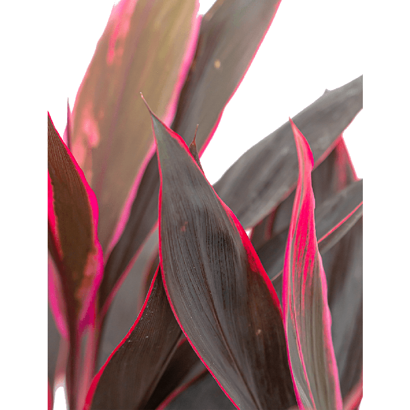 Cordyline Tango
