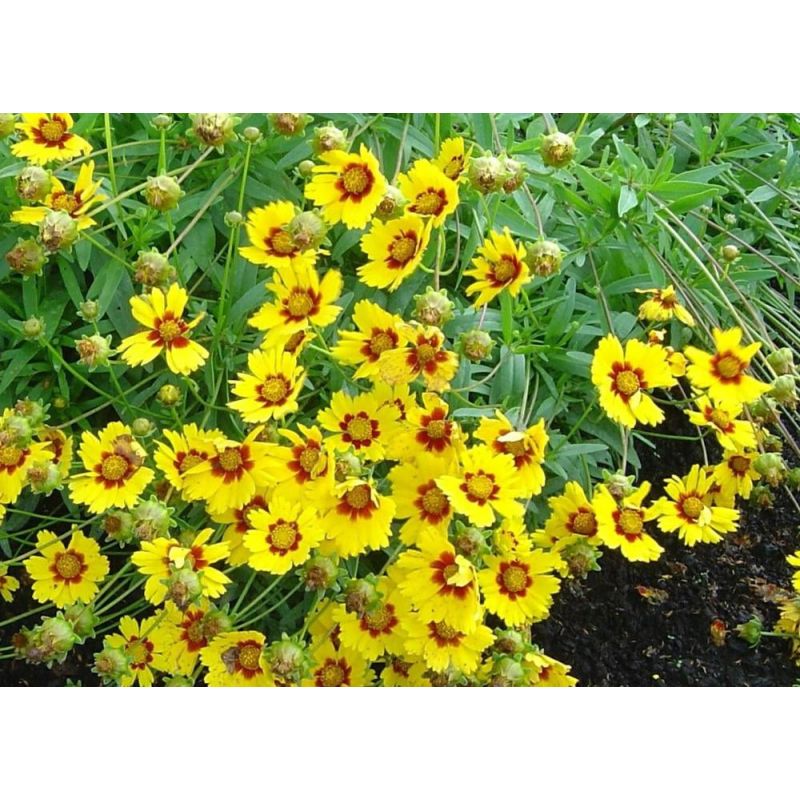 Coreopsis Sterntaler