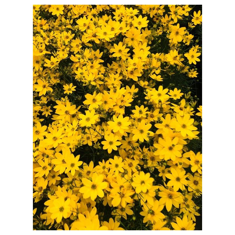 Coreopsis Zagreb 