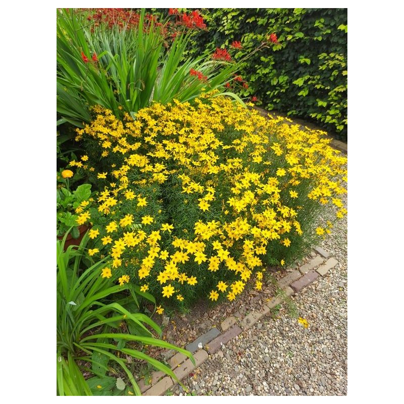 Coreopsis verticillata