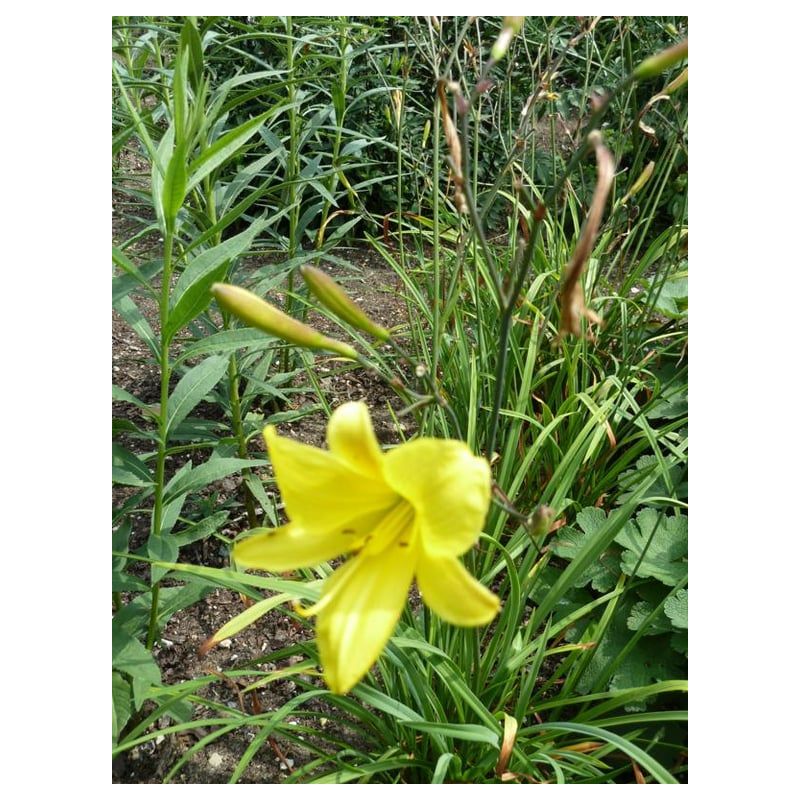 Hemerocallis Corky 
