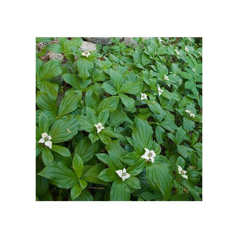 Cornus canadensis