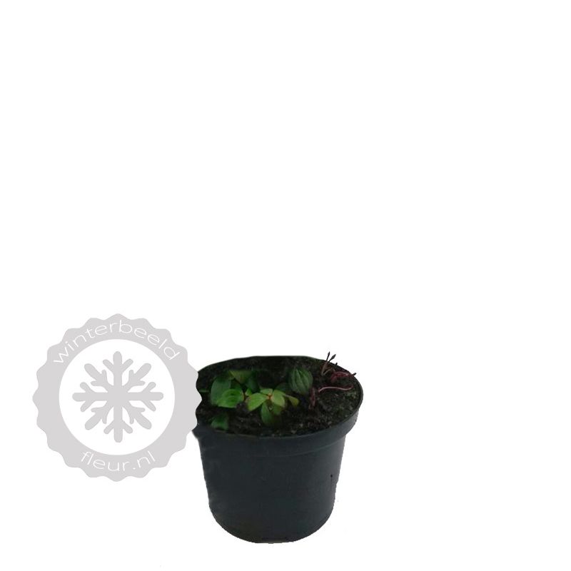 Cornus canadensis