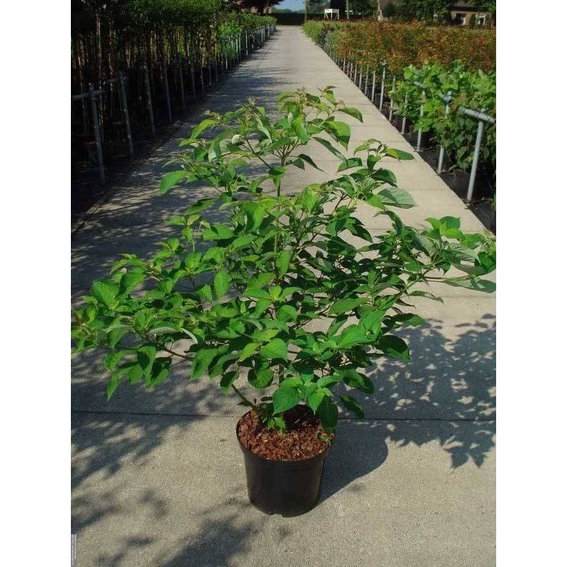 Cornus controversa