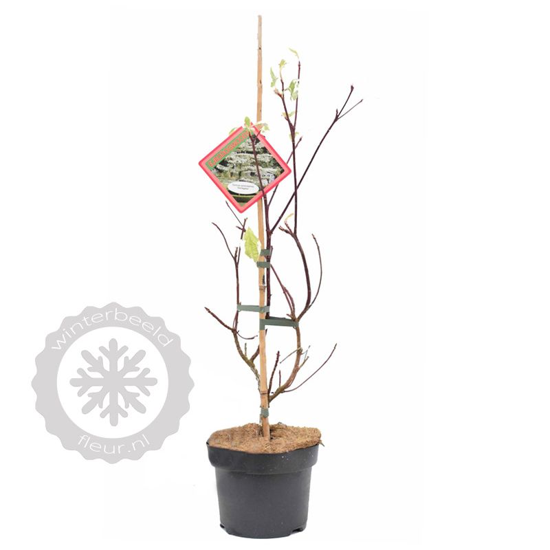 Cornus controversa