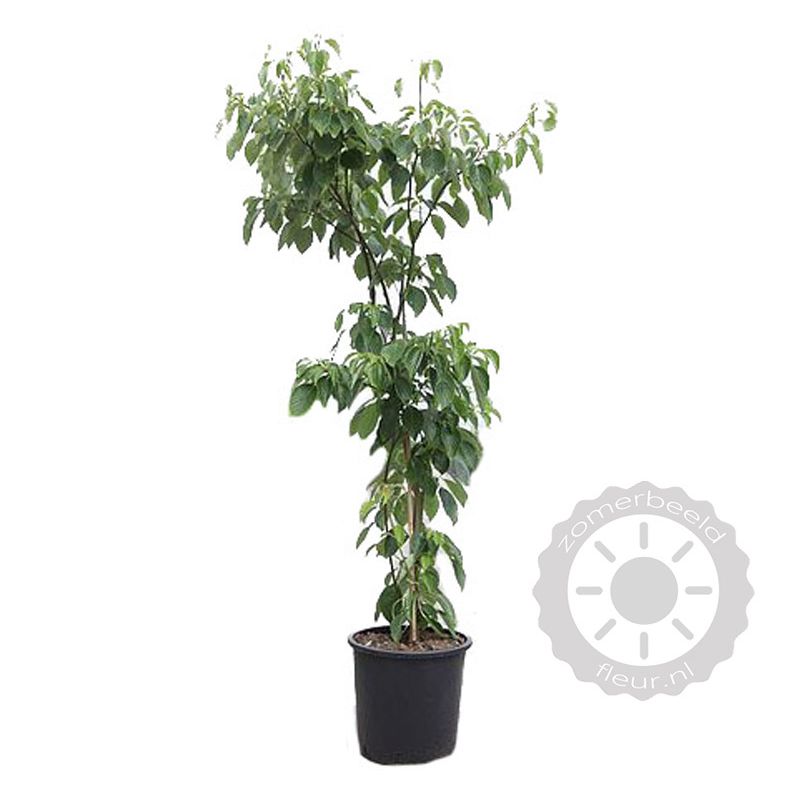 Cornus controversa