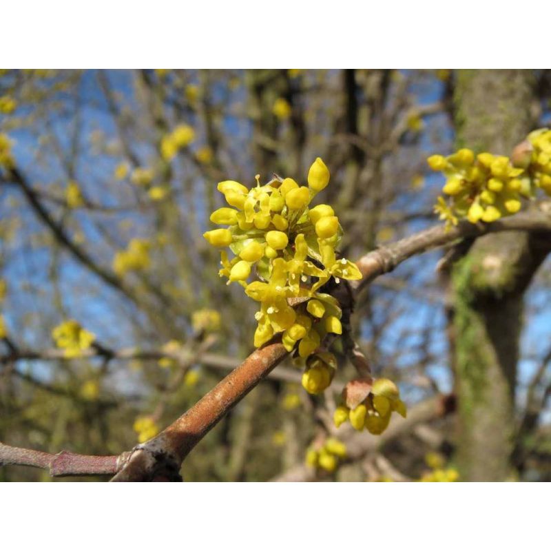 Cornus mas