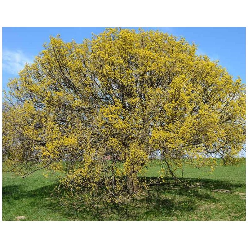 Cornus mas