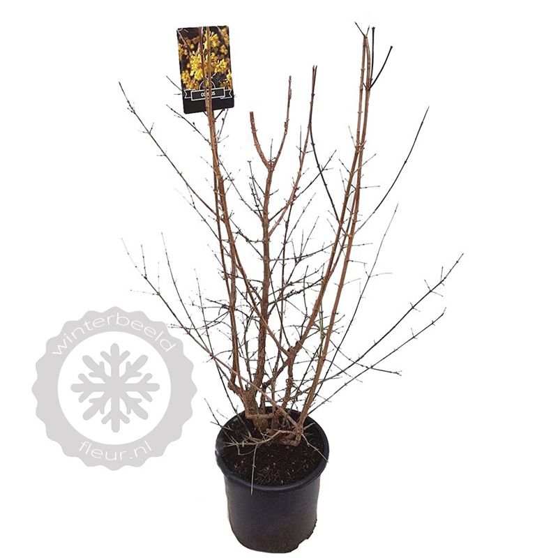Cornus mas