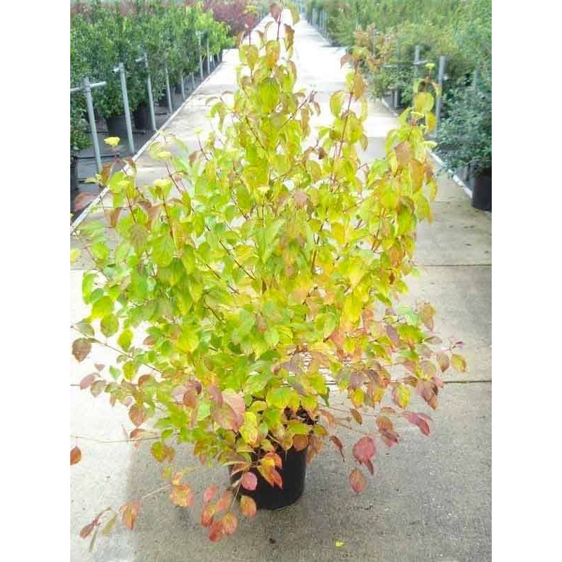 Cornus Midwinter Fire
