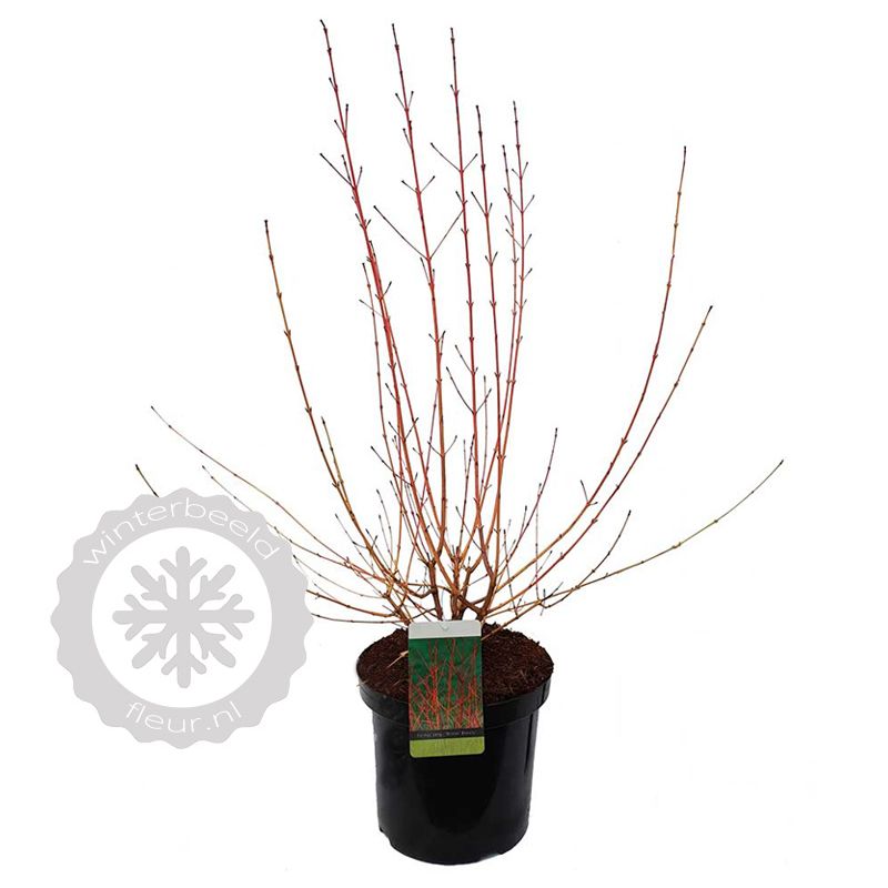 Cornus Midwinter Fire
