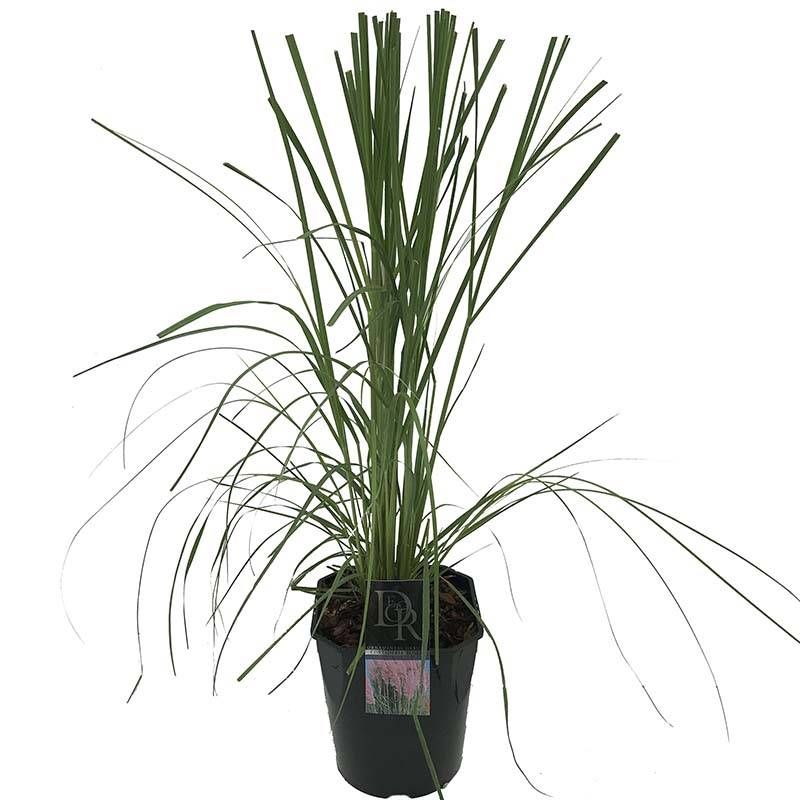 Cortaderia Rosea 