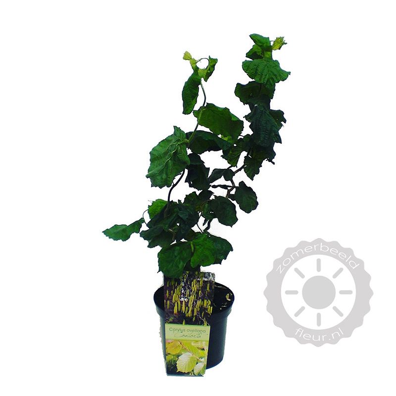 Corylus avellana 