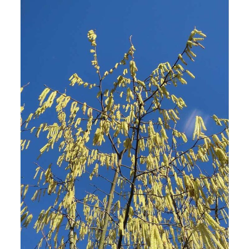 Corylus avellana 