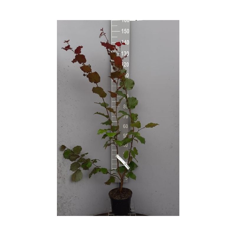 Corylus Purpurea 