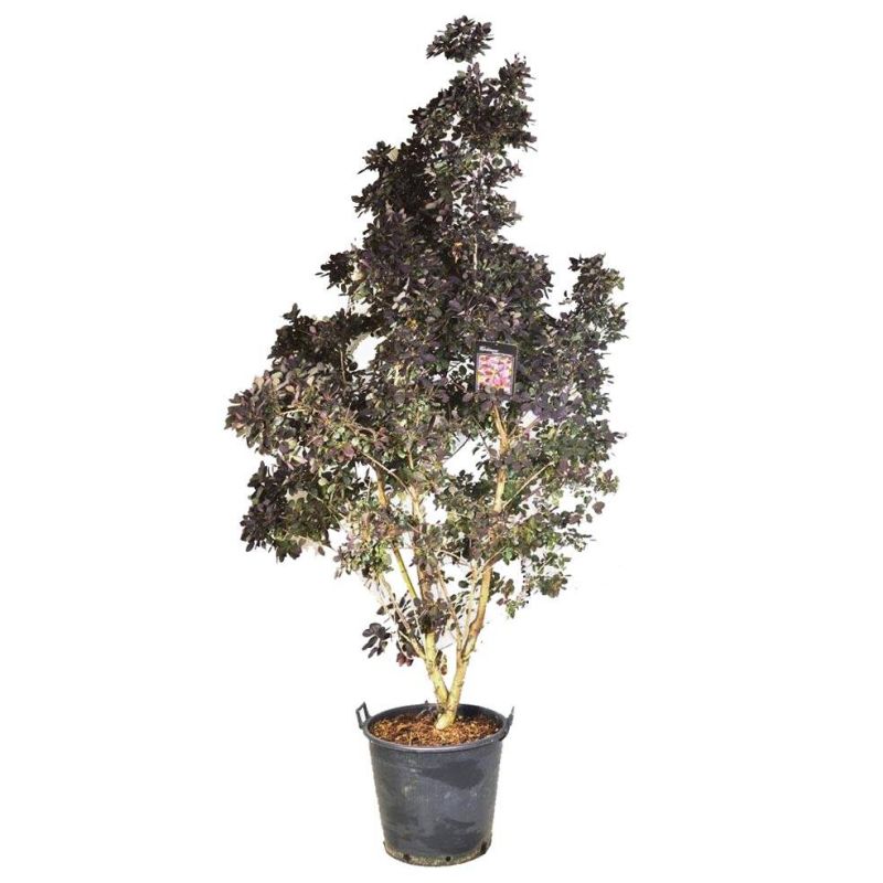 Cotinus Royal Purple 