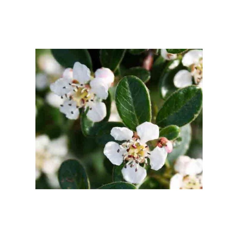 Cotoneaster dammeri