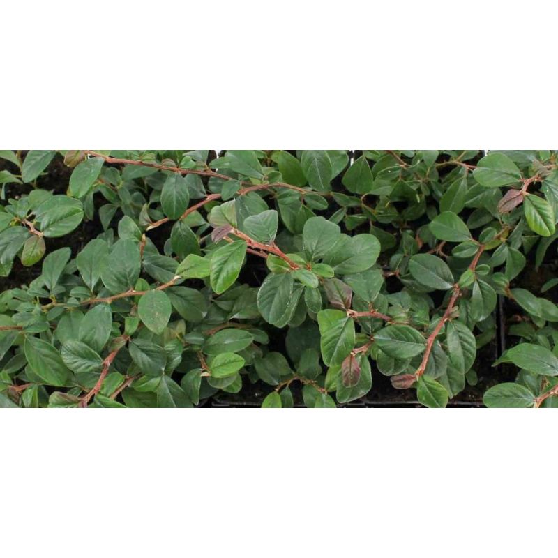 Cotoneaster dammeri