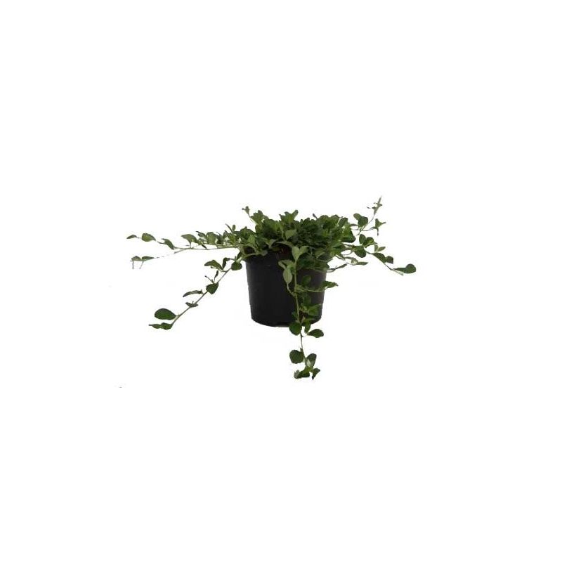 Cotoneaster dammeri