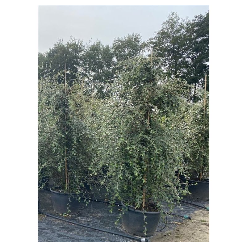 Cotoneaster franchetii 