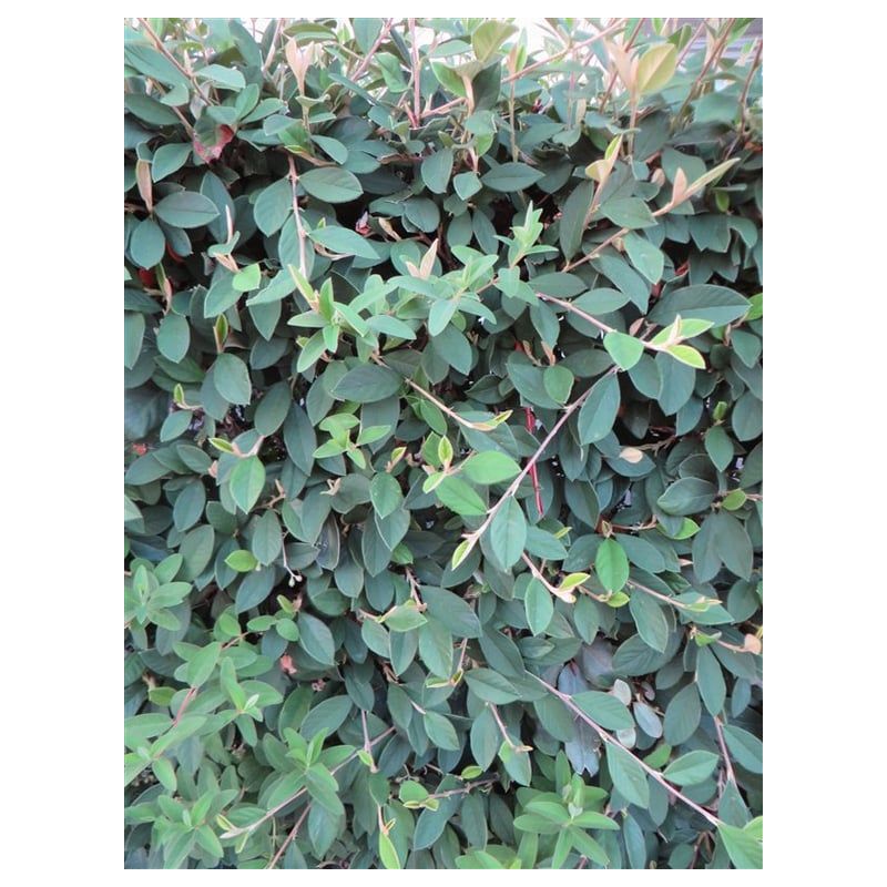 Cotoneaster lacteus