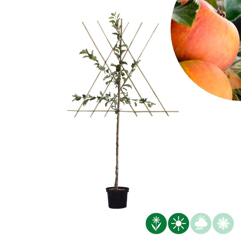 Malus Cox's Orange Pippin - leiboom
