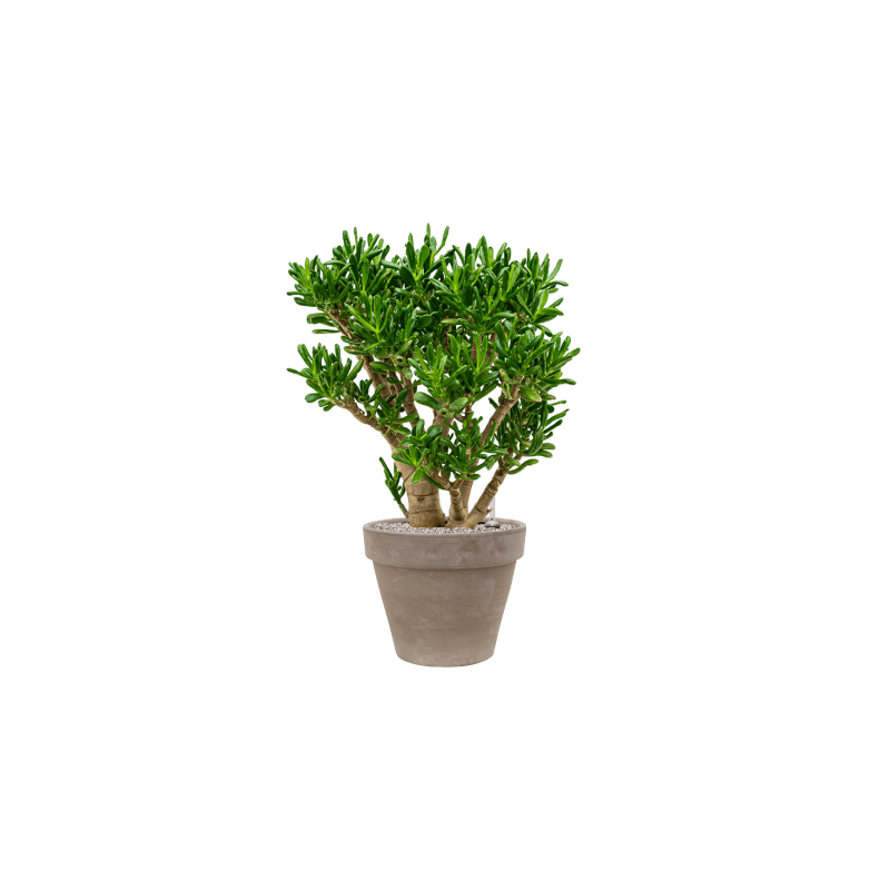 Crassula Gollum