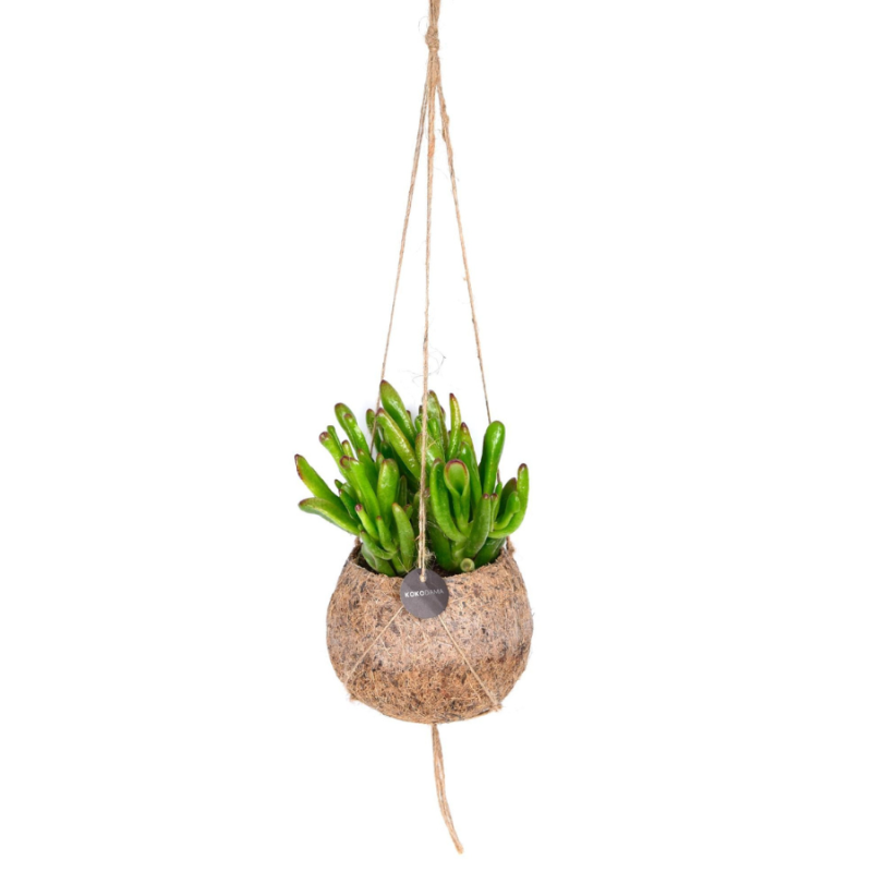 Crassula Horntree in Kokodama