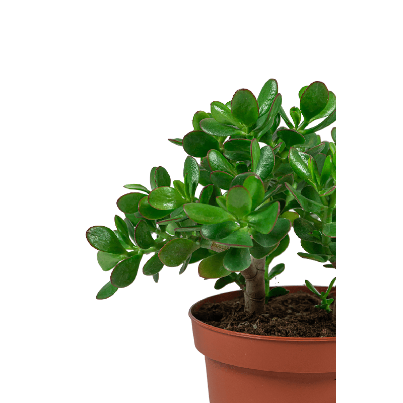 Crassula ovata