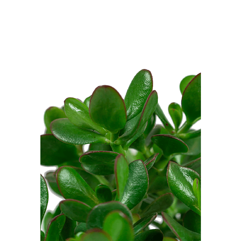 Crassula ovata