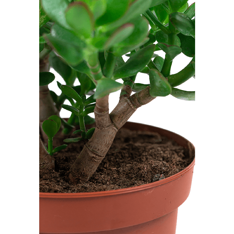 Crassula ovata